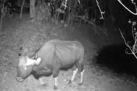 JUNGLE TRAIL CAM 13