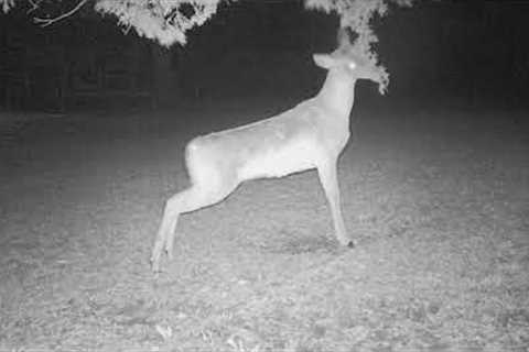 Trail Cam Video from Backyard in March 2023