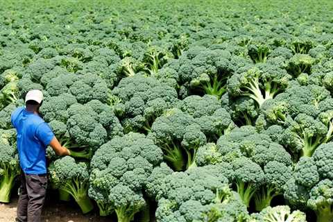 Maximize Your Harvest: How Long to Soak Broccoli Seeds for Sprouting