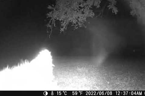 June 12th 2022 Trail Camera Compilation