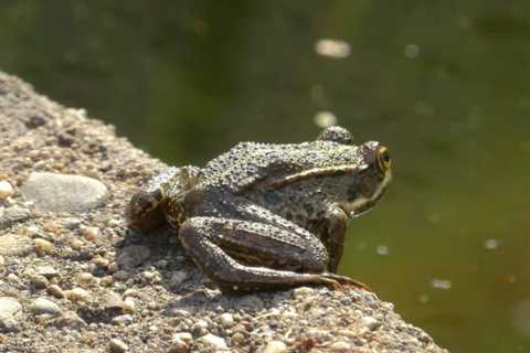 So, Can You Eat Frogs for Survival?