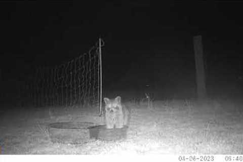 Trail Camera Videos Middle Tennessee.