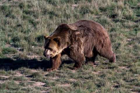 Grizzly Bears: Are they Dangerous?