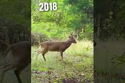 This buck aged right in front of the trail camera! #shorts