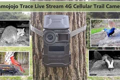 Camojojo Trace 4G Cellular Live View Trail Camera Test and Review