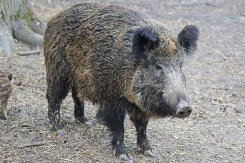 Wild Boars: Are they Dangerous?