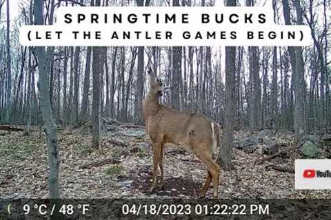 Springtime Whitetail Deer Bucks | Trail Cam Video