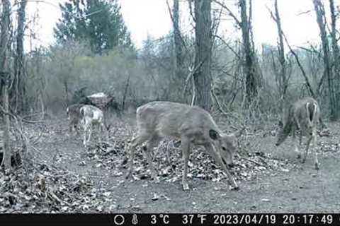 checking the food plot and trail camera''s. is that a half albino doe? or something wrong with her?