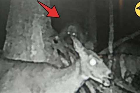 5 Scariest Photos Ever Caught on Trail Camera.