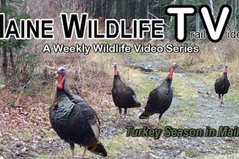 Maine Wildlife Trail Video week ending 4.28.23