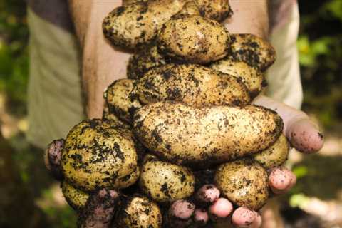 Can You Eat Raw Potatoes to Survive? Is it Safe?