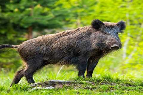 What Are Wild Hogs?