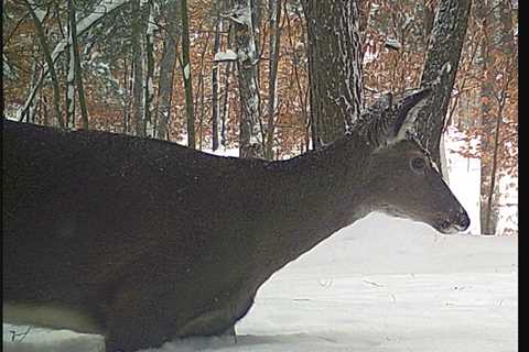 Do Whitetail Deer Freeze?