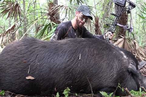 Huge Florida Wild Hog Bowhunt