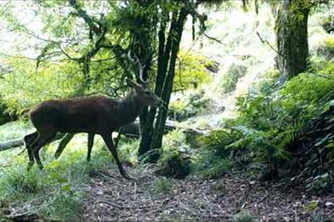 Roar 2023 Glimpses through a trail camera