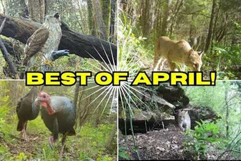 April 2023 Trail Cam Highlights! #nature #wildlife #trailcam