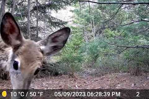 Trail Camera, Lake Loon, Nova Scotia, April 15, 2023