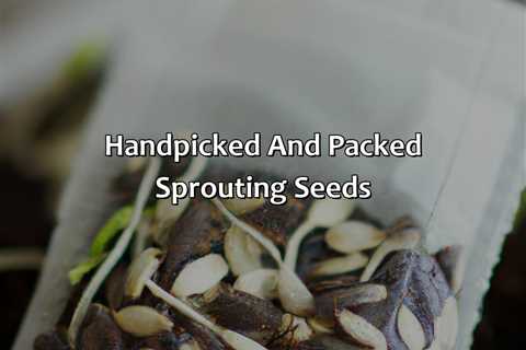 Hand-Picked And Packed Sprouting Seeds