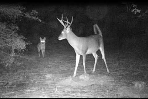 Trail Cam Video : Multiple Species Compilation