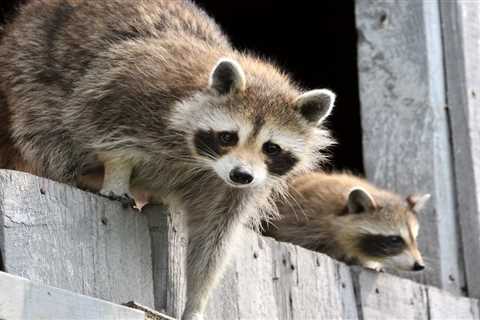 Raccoons: Are they Dangerous?