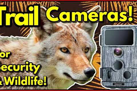 Best Trail Cameras - Great for Security & Wildlife! Get Fantastic Wildlife Footage with a Trail ..