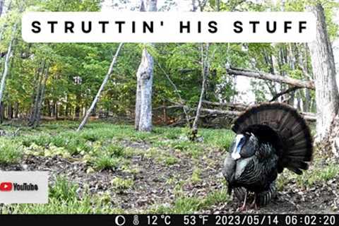 Tom Turkey Strutting Up a Storm | Trail Cam Video