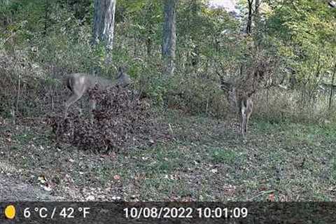 Trail Camera 2 OCT22