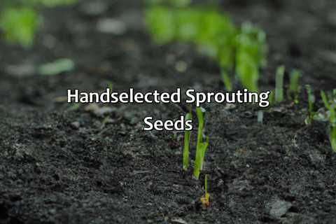 Hand-Selected Sprouting Seeds