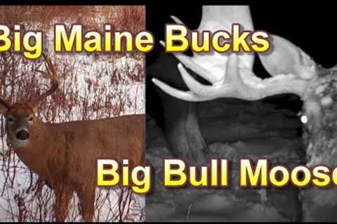 Maine Wildlife Trail Cam Adventures ~ Big Bull Moose and Big Bucks in Winter