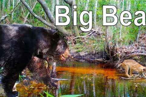 Florida Trail Camera Pickup: Creek of the Bears and Bobcats