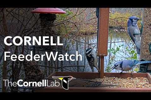 Live Birds In 4K! Cornell Lab FeederWatch Cam at Sapsucker Woods