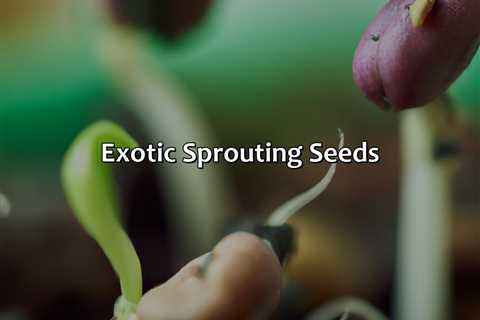 Exotic Sprouting Seeds