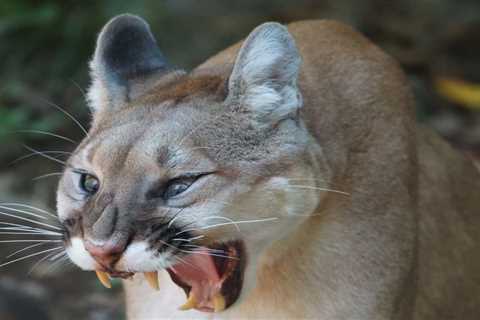 Mountain Lions: Are they Dangerous?