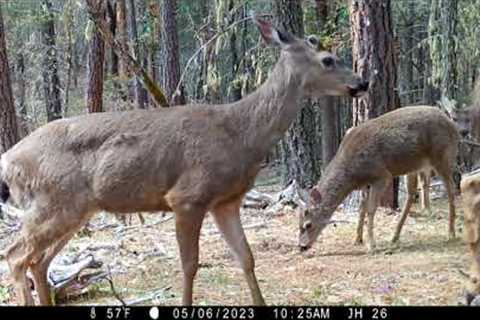 The Fight is On- Oregon Trail Cam Videos