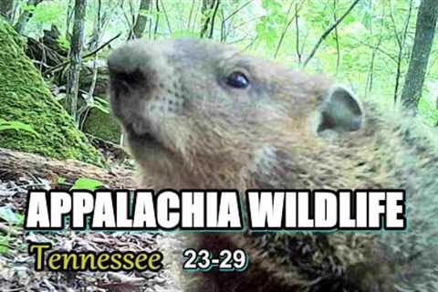 Appalachia Wildlife Video 23-29 from Trail Cameras in the Foothills of the Great Smoky Mountains