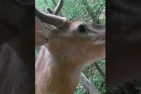 Trail Camera: Whitetail Buck 8 Pointer #deer #bucks #trailcam #naturephotography #wildlife #shorts