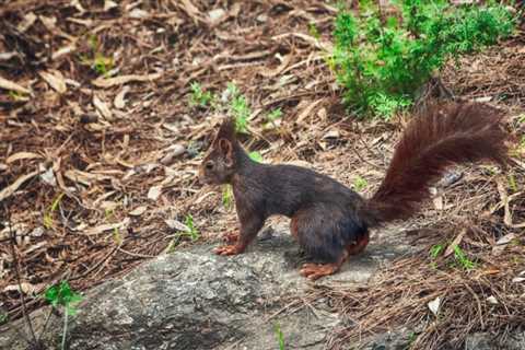 Chipmunks: Are They Dangerous?