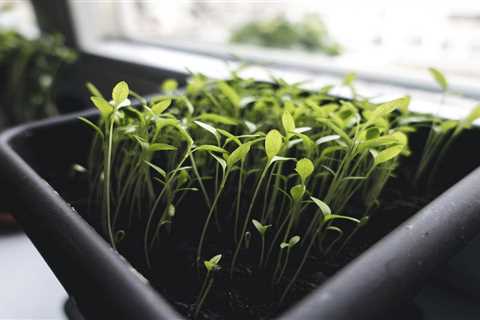 Sprouting Seeds & Micro Greens from My Patriot Supply: The Sustainable Choice