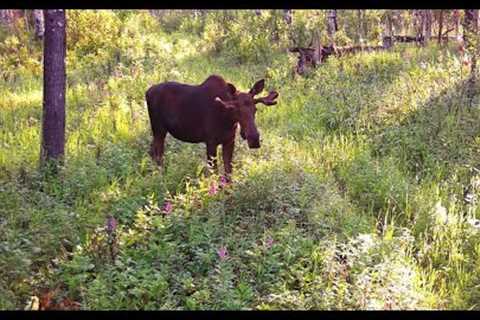 Trail Camera Video – July 26, 2023