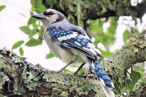 Blue Jays: Are They Dangerous?