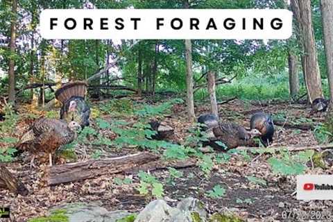 Turkey Foraging in the Forest | Trail Cam Video