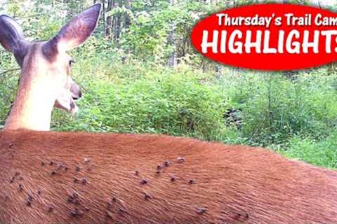 Bucks on the Move, Fawn tries to Drink, Heron is Craning: Thursday''s Trail Cam Highlights: 8.3.23