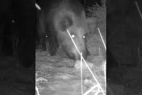 Unseen Wildlife Revealed: Trail Camera Video of a WILD Hog!