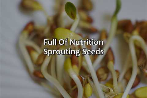 Full Of Nutrition Sprouting Seeds