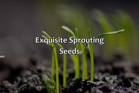 Exquisite Sprouting Seeds