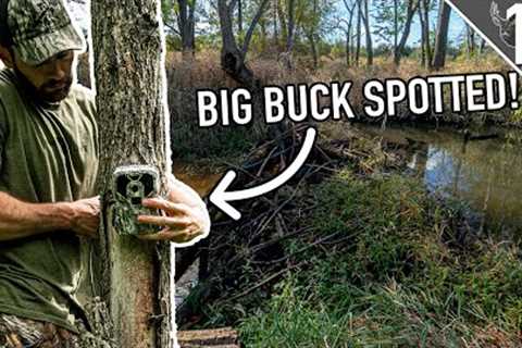 WE FOUND SOME BIG BUCKS!!! (TRAIL CAMERA SETUPS on PUBLIC LAND)