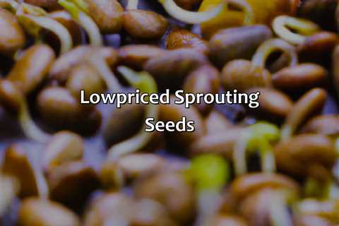 Low-Priced Sprouting Seeds