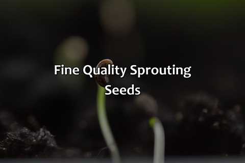 Fine Quality Sprouting Seeds