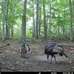 The first dual lens Highest-Definition & Performance Game Trail Camera
