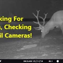 Looking For Wolves, Checking the Trail Cameras!